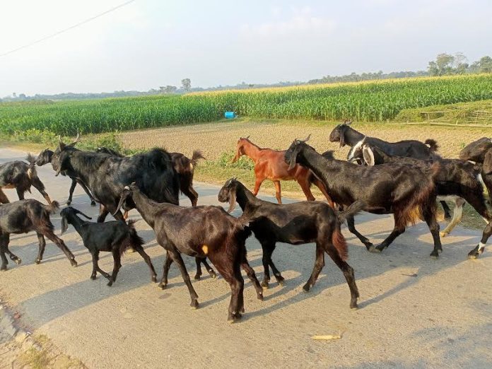 দামুড়হুদায় ব্লাকবেঙ্গল জাতের ছাগল পালনে সাবলম্বী