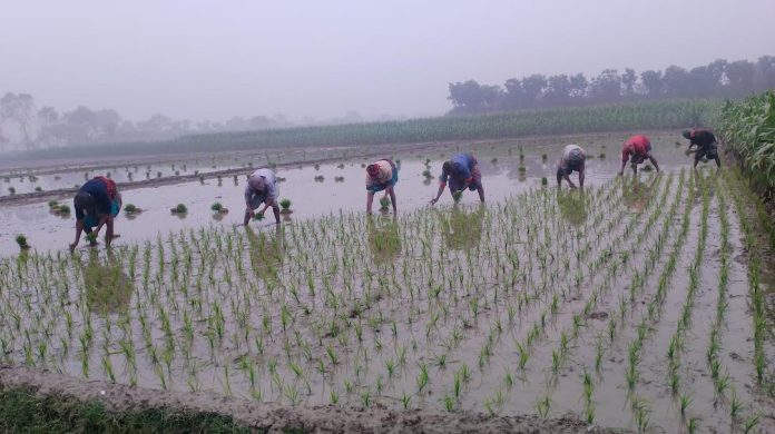 তীব্র শীতে চুয়াডাঙ্গায় বোরো ধান লাগানো নিয়ে চিন্তায় কৃষককুল