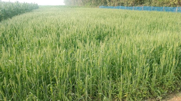 চুয়াডাঙ্গায় গম উৎপাদনে অনাগ্রহ